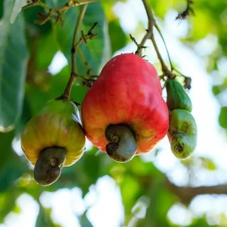 Fast Growing Trees Cashew Tree Nut Trees 5 Fast Growing Trees Cashew Tree Nut Trees