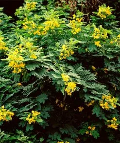 Fast Growing Trees Cassia Tree