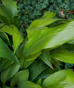 Fast Growing Trees Cast Iron Plant Low Light House Plants 15 Fast Growing Trees Cast Iron Plant Low Light House Plants