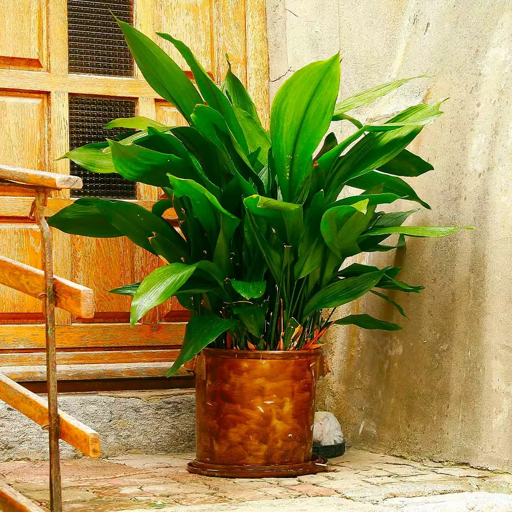 Fast Growing Trees Cast Iron Plant Low Light House Plants 4 Fast Growing Trees Cast Iron Plant Low Light House Plants