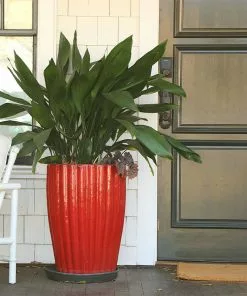 Fast Growing Trees Cast Iron Plant Low Light House Plants 18 Fast Growing Trees Cast Iron Plant Low Light House Plants