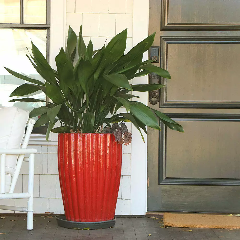 Fast Growing Trees Cast Iron Plant Low Light House Plants 8 Fast Growing Trees Cast Iron Plant Low Light House Plants