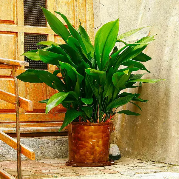 Fast Growing Trees Cast Iron Plant Low Light House Plants 3 Fast Growing Trees Cast Iron Plant Low Light House Plants