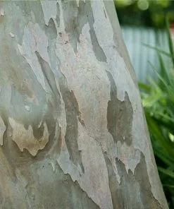 Fast Growing Trees Catawba Crape Myrtle Tree Crape Myrtles 11 Fast Growing Trees Catawba Crape Myrtle Tree Crape Myrtles