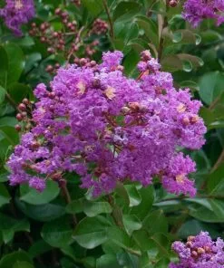 Fast Growing Trees Catawba Crape Myrtle Tree Crape Myrtles 10 Fast Growing Trees Catawba Crape Myrtle Tree Crape Myrtles