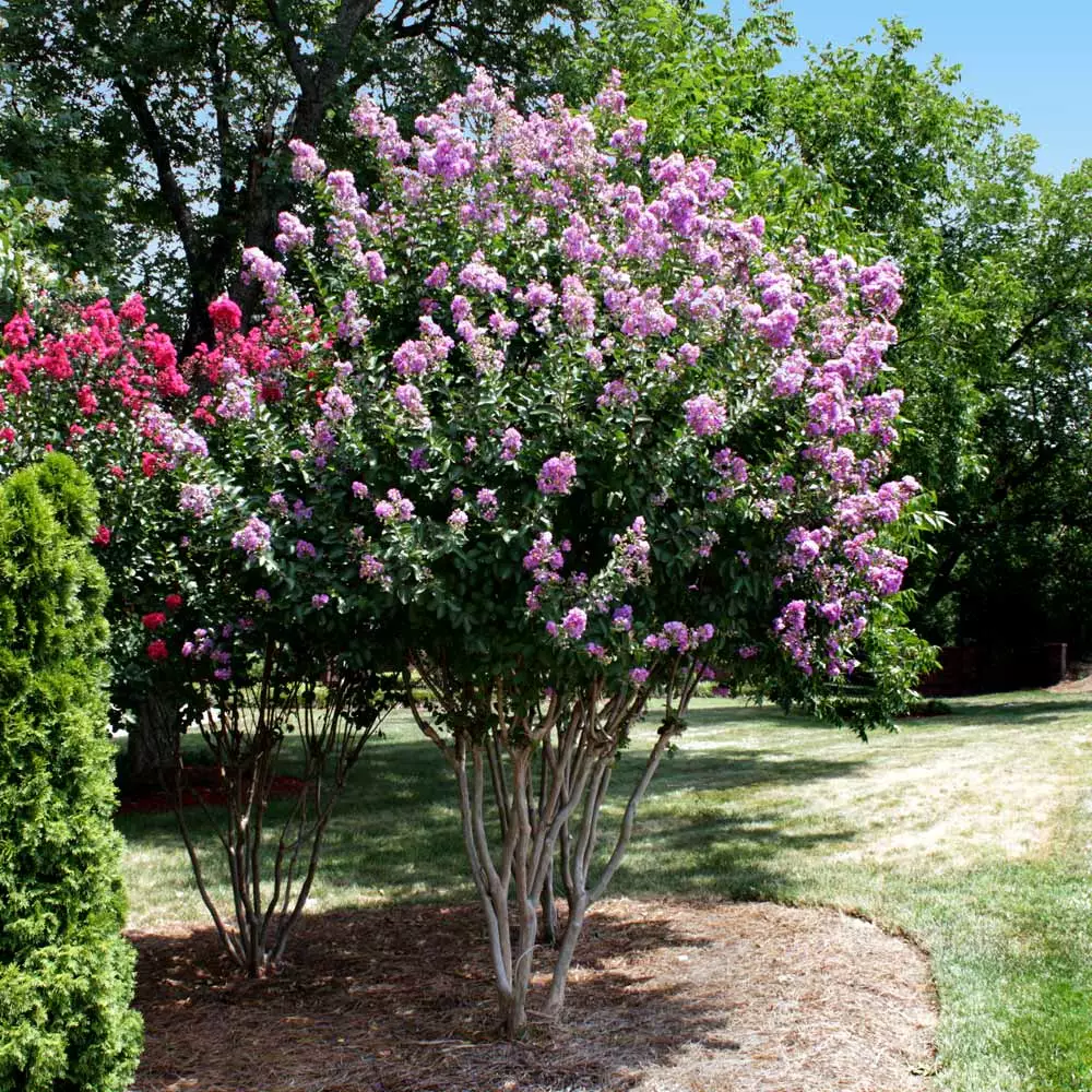Fast Growing Trees Catawba Crape Myrtle Tree Crape Myrtles 5 Fast Growing Trees Catawba Crape Myrtle Tree Crape Myrtles