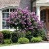 Fast Growing Trees Catawba Crape Myrtle Tree Crape Myrtles 2 Fast Growing Trees Catawba Crape Myrtle Tree Crape Myrtles