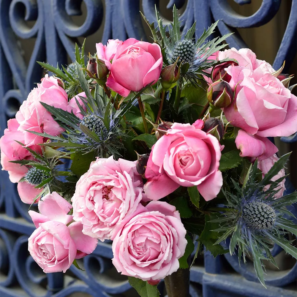 Fast Growing Trees Roses Cathedral Bells Rose 5 Fast Growing Trees Roses Cathedral Bells Rose