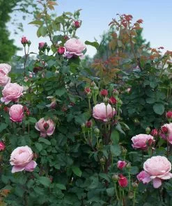 Fast Growing Trees Roses Cathedral Bells Rose 9 Fast Growing Trees Roses Cathedral Bells Rose