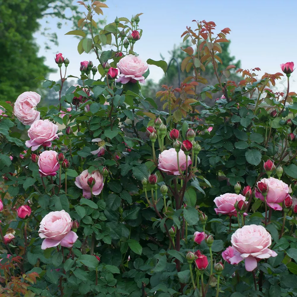 Fast Growing Trees Roses Cathedral Bells Rose 6 Fast Growing Trees Roses Cathedral Bells Rose