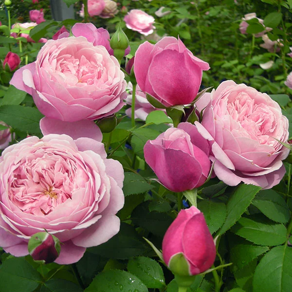 Fast Growing Trees Roses Cathedral Bells Rose 3 Fast Growing Trees Roses Cathedral Bells Rose