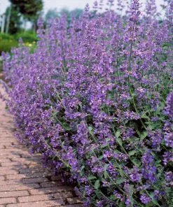 Fast Growing Trees Walker's Low Nepeta Catmint Plant 8 Fast Growing Trees Walker's Low Nepeta Catmint Plant