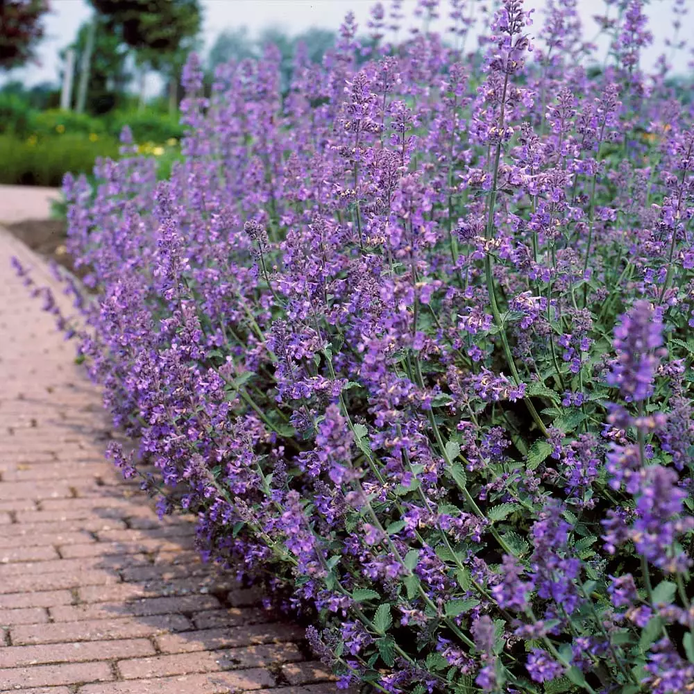 Fast Growing Trees Walker's Low Nepeta Catmint Plant 5 Fast Growing Trees Walker's Low Nepeta Catmint Plant