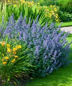 Fast Growing Trees Walker's Low Nepeta Catmint Plant 9 Fast Growing Trees Walker's Low Nepeta Catmint Plant