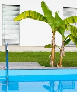 Fast Growing Trees Dwarf Cavendish Banana Tree 13 Fast Growing Trees Dwarf Cavendish Banana Tree