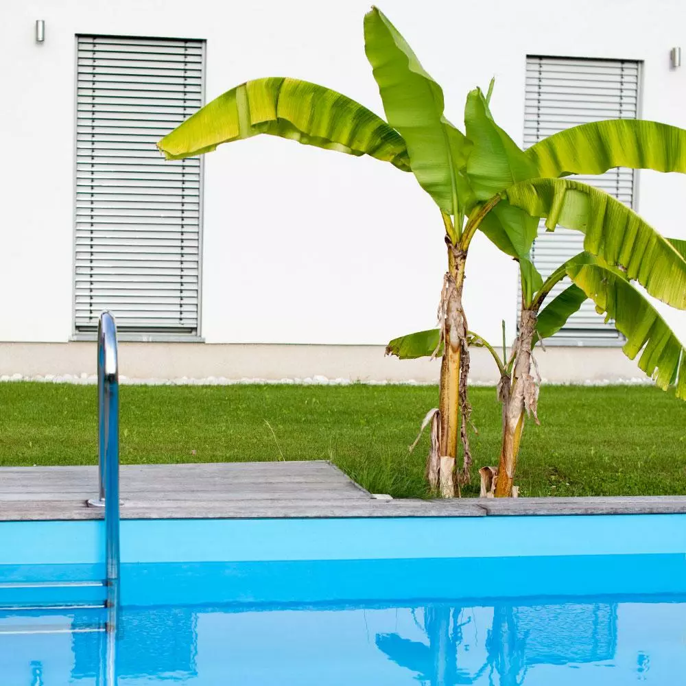 Fast Growing Trees Dwarf Cavendish Banana Tree 6 Fast Growing Trees Dwarf Cavendish Banana Tree