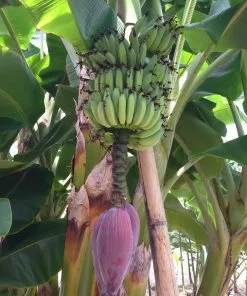 Fast Growing Trees Dwarf Cavendish Banana Tree 15 Fast Growing Trees Dwarf Cavendish Banana Tree