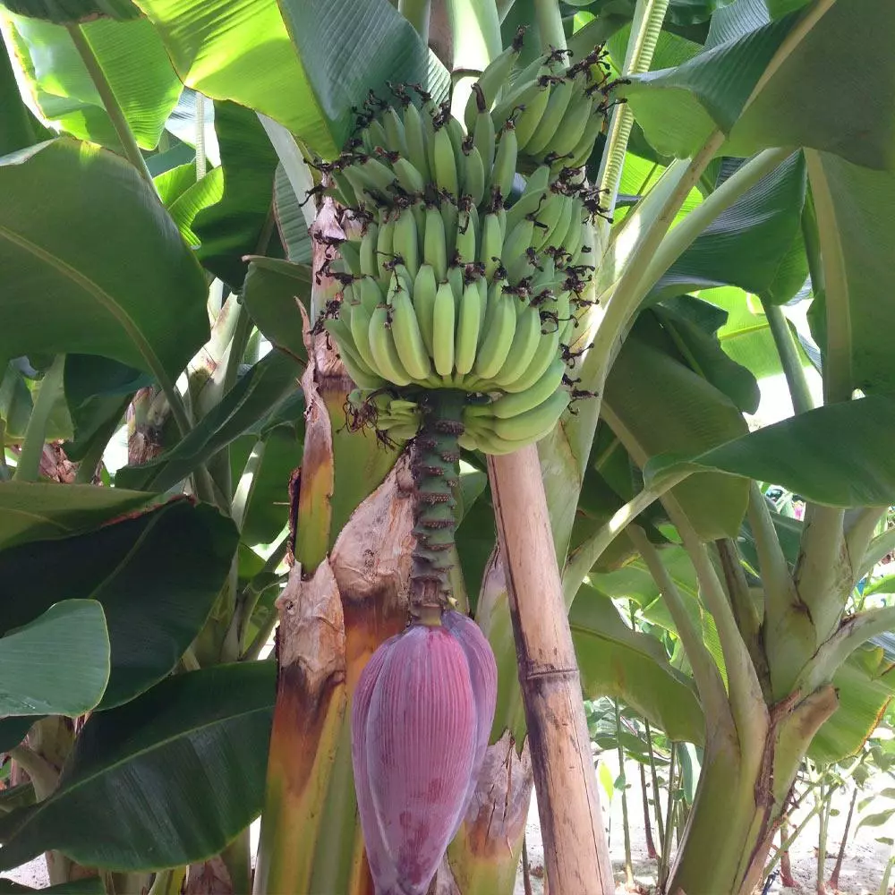 Fast Growing Trees Dwarf Cavendish Banana Tree 8 Fast Growing Trees Dwarf Cavendish Banana Tree