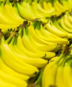 Fast Growing Trees Dwarf Cavendish Banana Tree 16 Fast Growing Trees Dwarf Cavendish Banana Tree