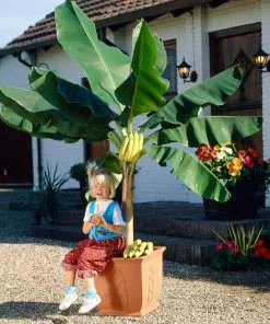Fast Growing Trees Dwarf Cavendish Banana Tree 11 Fast Growing Trees Dwarf Cavendish Banana Tree