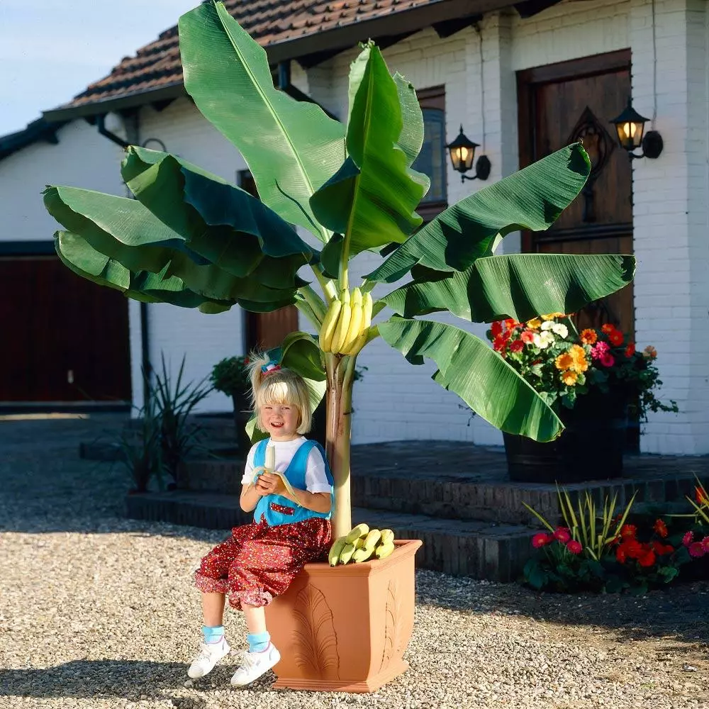 Fast Growing Trees Dwarf Cavendish Banana Tree 4 Fast Growing Trees Dwarf Cavendish Banana Tree