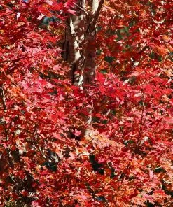 Fast Growing Trees Maple Trees Celebration Maple Tree 9 Fast Growing Trees Maple Trees Celebration Maple Tree