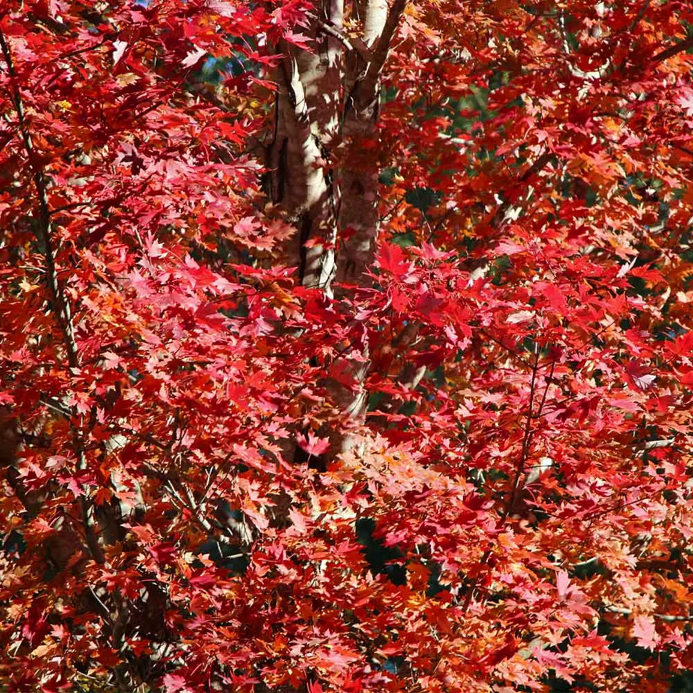 Fast Growing Trees Maple Trees Celebration Maple Tree 5 Fast Growing Trees Maple Trees Celebration Maple Tree