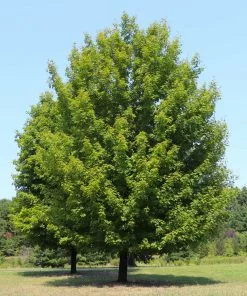 Fast Growing Trees Maple Trees Celebration Maple Tree 10 Fast Growing Trees Maple Trees Celebration Maple Tree