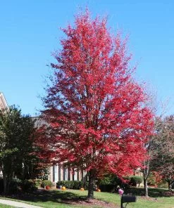Fast Growing Trees Maple Trees Celebration Maple Tree 11 Fast Growing Trees Maple Trees Celebration Maple Tree