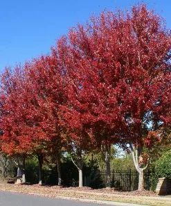 Fast Growing Trees Maple Trees Celebration Maple Tree
