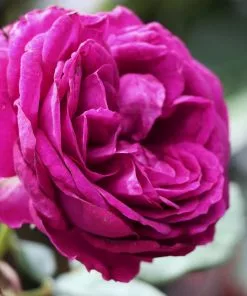 Fast Growing Trees Celestial Night™ Rose Tree 9 Fast Growing Trees Celestial Night™ Rose Tree