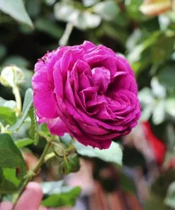 Fast Growing Trees Celestial Night™ Rose Tree 8 Fast Growing Trees Celestial Night™ Rose Tree