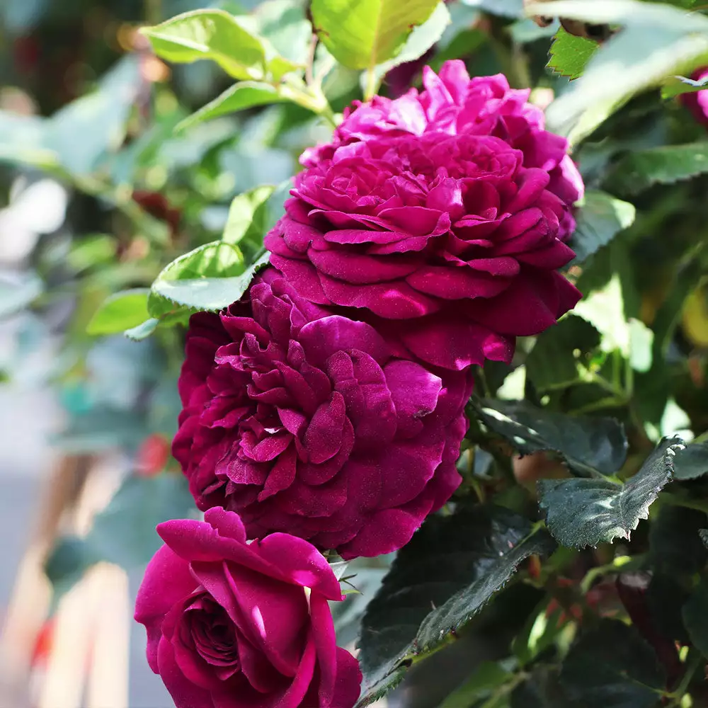 Fast Growing Trees Celestial Night™ Rose Tree 4 Fast Growing Trees Celestial Night™ Rose Tree