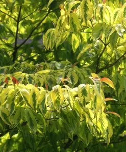 Fast Growing Trees Dogwood Trees Celestial Shadow Dogwood