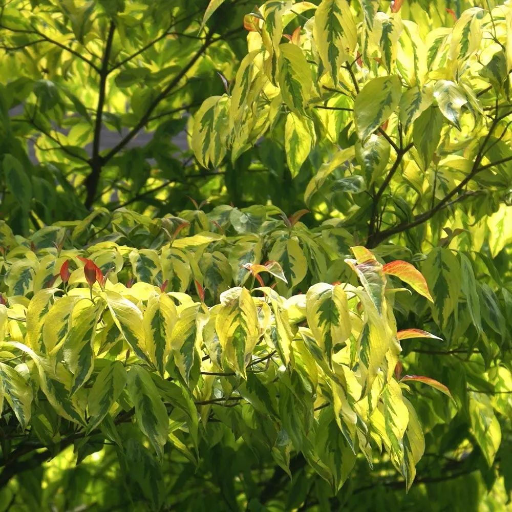 Fast Growing Trees Dogwood Trees Celestial Shadow Dogwood 4 Fast Growing Trees Dogwood Trees Celestial Shadow Dogwood
