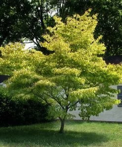 Fast Growing Trees Dogwood Trees Celestial Shadow Dogwood 11 Fast Growing Trees Dogwood Trees Celestial Shadow Dogwood