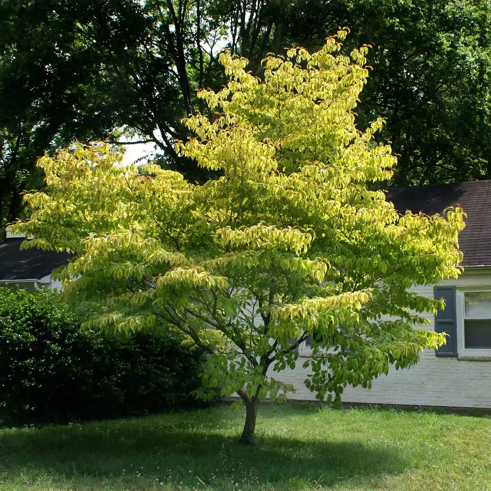 Fast Growing Trees Dogwood Trees Celestial Shadow Dogwood 6 Fast Growing Trees Dogwood Trees Celestial Shadow Dogwood