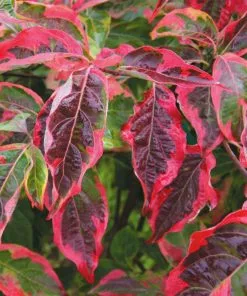 Fast Growing Trees Dogwood Trees Celestial Shadow Dogwood 10 Fast Growing Trees Dogwood Trees Celestial Shadow Dogwood