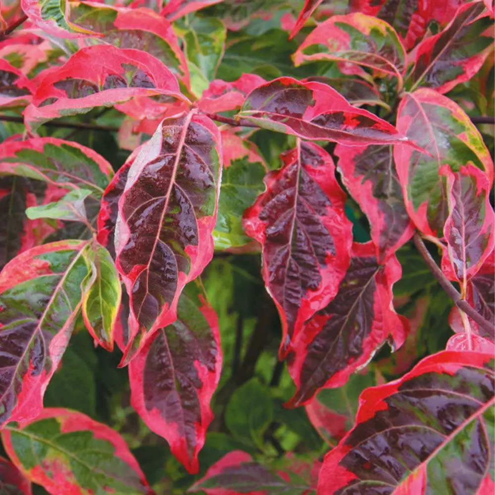 Fast Growing Trees Dogwood Trees Celestial Shadow Dogwood 5 Fast Growing Trees Dogwood Trees Celestial Shadow Dogwood