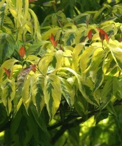 Fast Growing Trees Dogwood Trees Celestial Shadow Dogwood