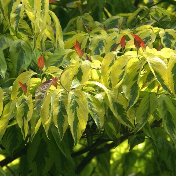 Fast Growing Trees Dogwood Trees Celestial Shadow Dogwood 3 Fast Growing Trees Dogwood Trees Celestial Shadow Dogwood