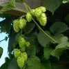 Fast Growing Trees See All Shrubs & Hedges Centennial Hops Plant 2 Fast Growing Trees See All Shrubs & Hedges Centennial Hops Plant