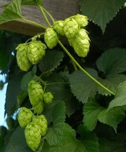 Fast Growing Trees See All Shrubs & Hedges Centennial Hops Plant