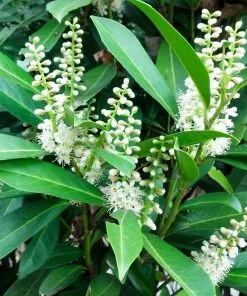 Fast Growing Trees Cherry Laurel 'Centre Court™' 8 Fast Growing Trees Cherry Laurel 'Centre Court™'