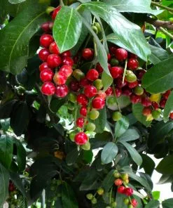 Fast Growing Trees Cherry Laurel 'Centre Court™' 9 Fast Growing Trees Cherry Laurel 'Centre Court™'