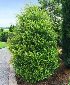 Fast Growing Trees Cherry Laurel 'Centre Court™'