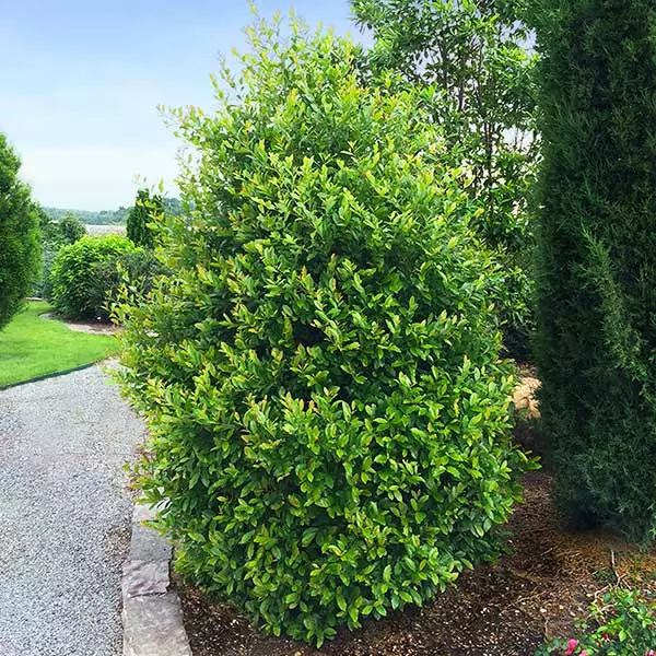 Fast Growing Trees Cherry Laurel 'Centre Court™' 3 Fast Growing Trees Cherry Laurel 'Centre Court™'