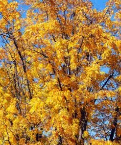 Fast Growing Trees Chandler Walnut Tree 10 Fast Growing Trees Chandler Walnut Tree