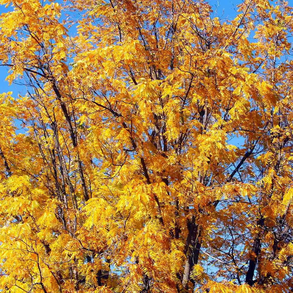 Fast Growing Trees Chandler Walnut Tree 5 Fast Growing Trees Chandler Walnut Tree