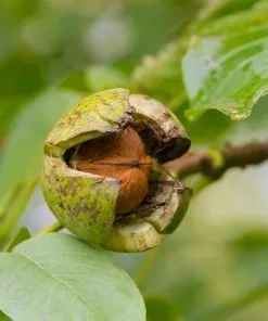 Fast Growing Trees Chandler Walnut Tree 11 Fast Growing Trees Chandler Walnut Tree